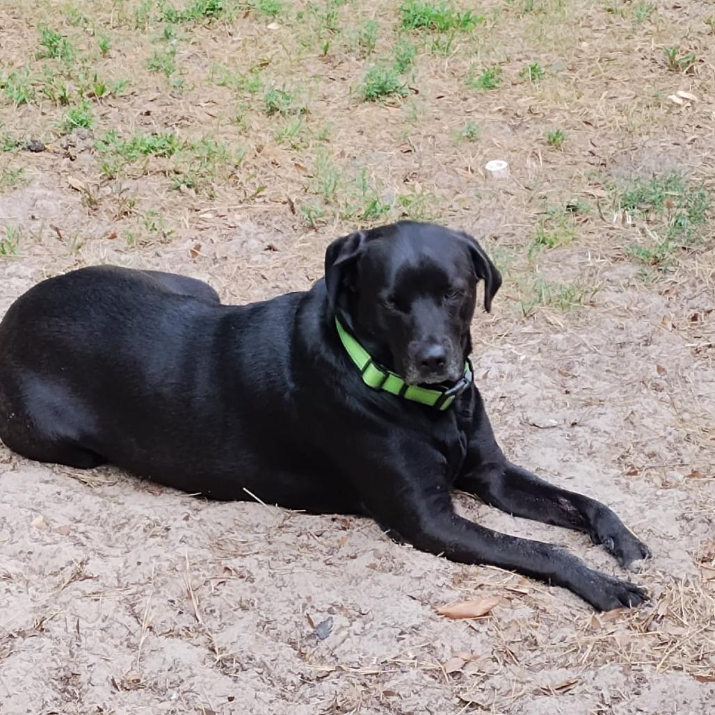 Charlotte, a Adoptable Black Labrador Retriever in Williston, FL image 1/2