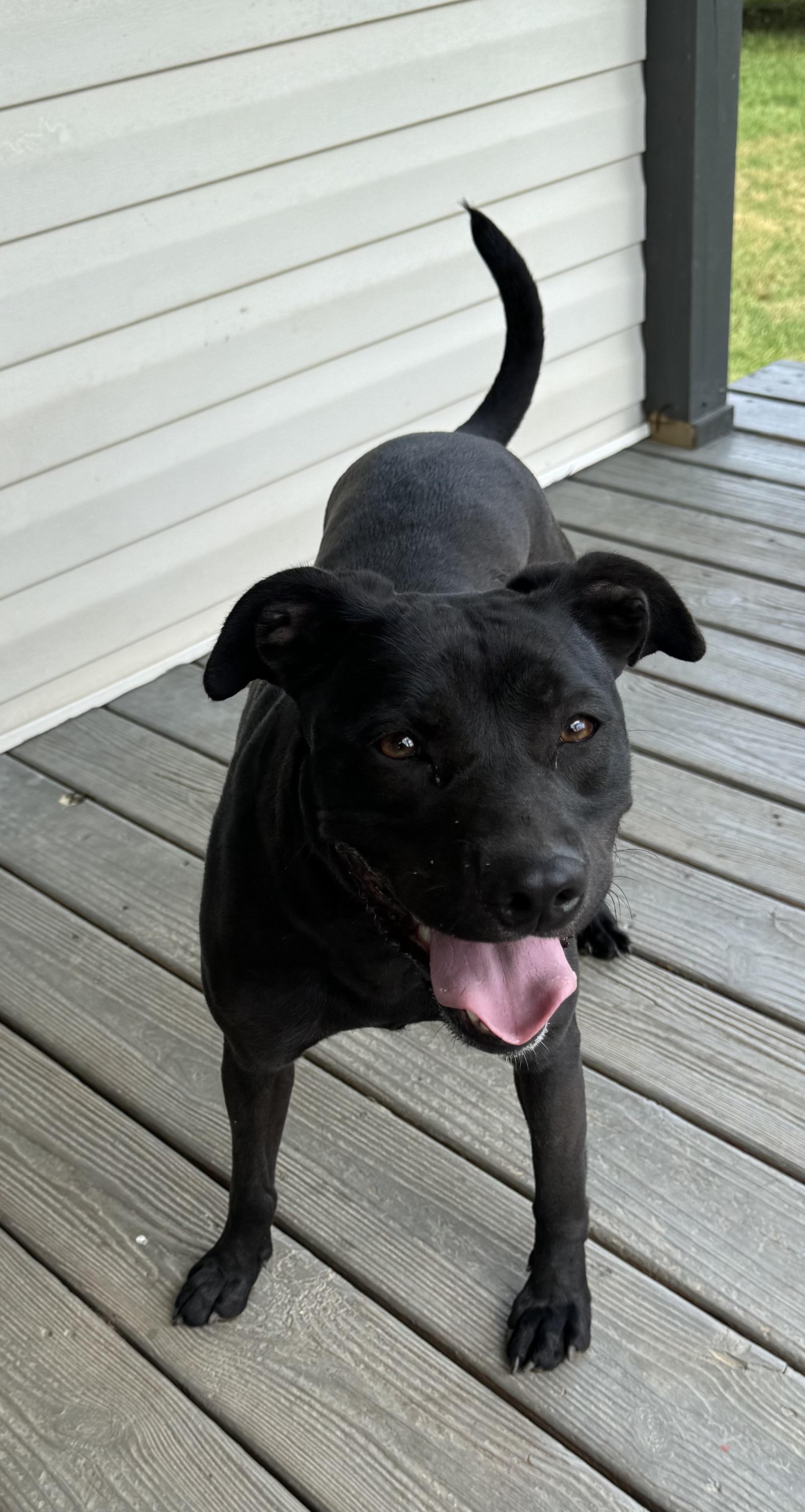 Enlarge Lavender, a Adopted mixed breed in Salem, AL image 2/3