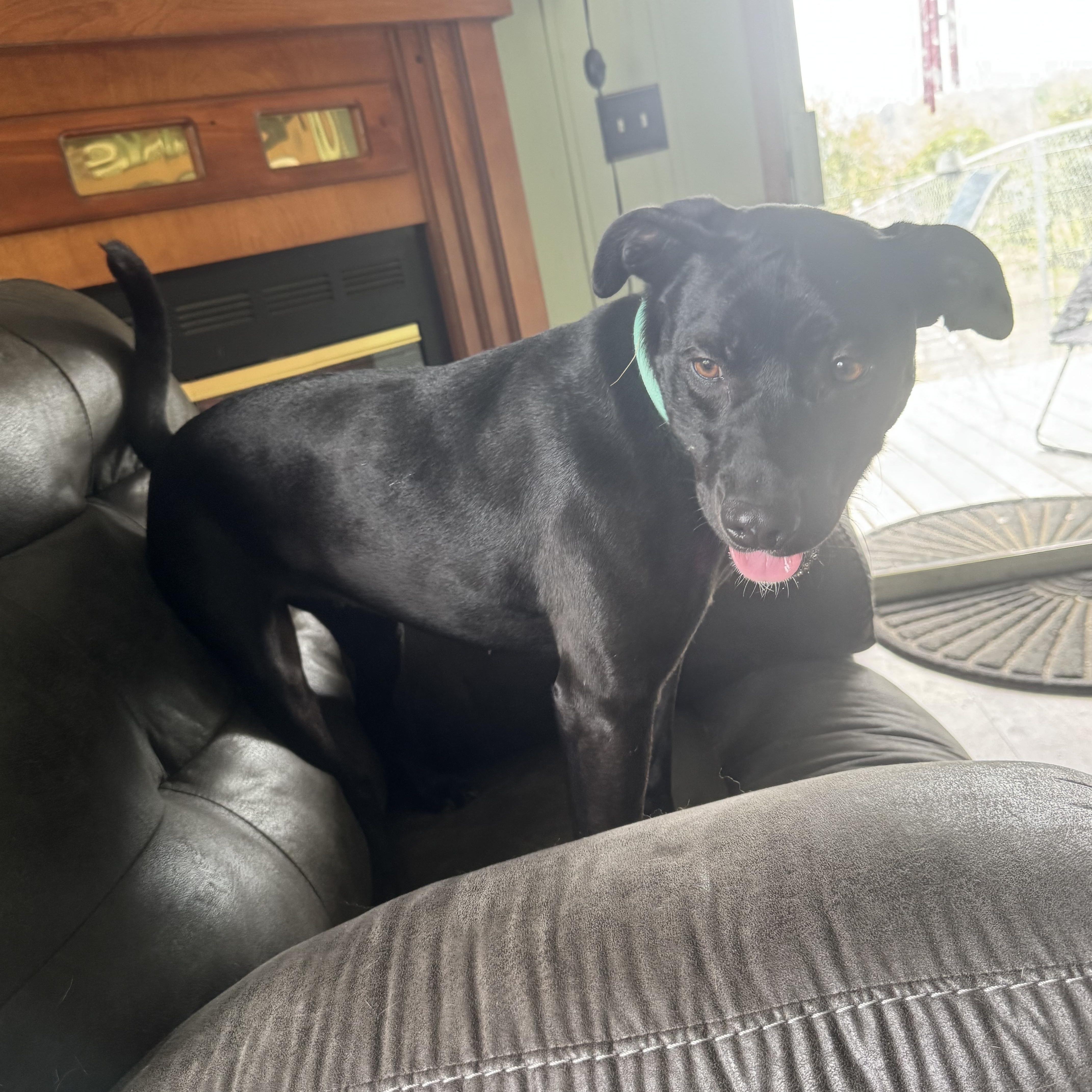 Enlarge Lavender, a Adopted mixed breed in Salem, AL image 3/3