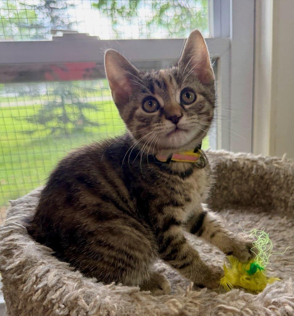 Tess, a ADOPTABLE Domestic Short Hair in Ashland, OH image 3/4