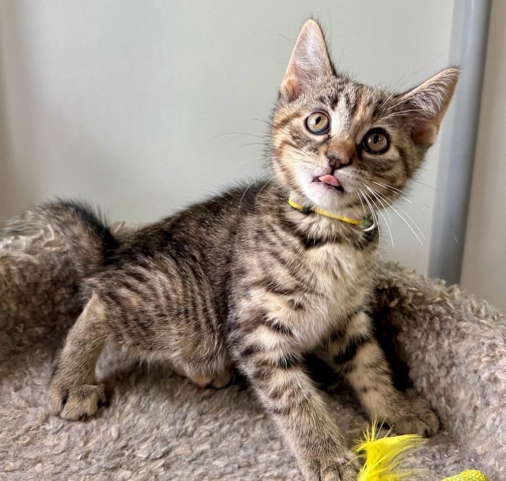 Tess, a ADOPTABLE Domestic Short Hair in Ashland, OH image 1/4