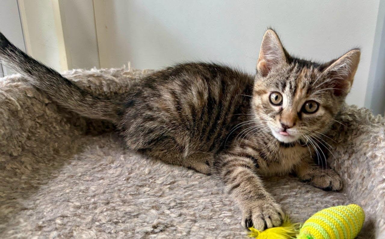 Tess, a ADOPTABLE Domestic Short Hair in Ashland, OH image 4/4