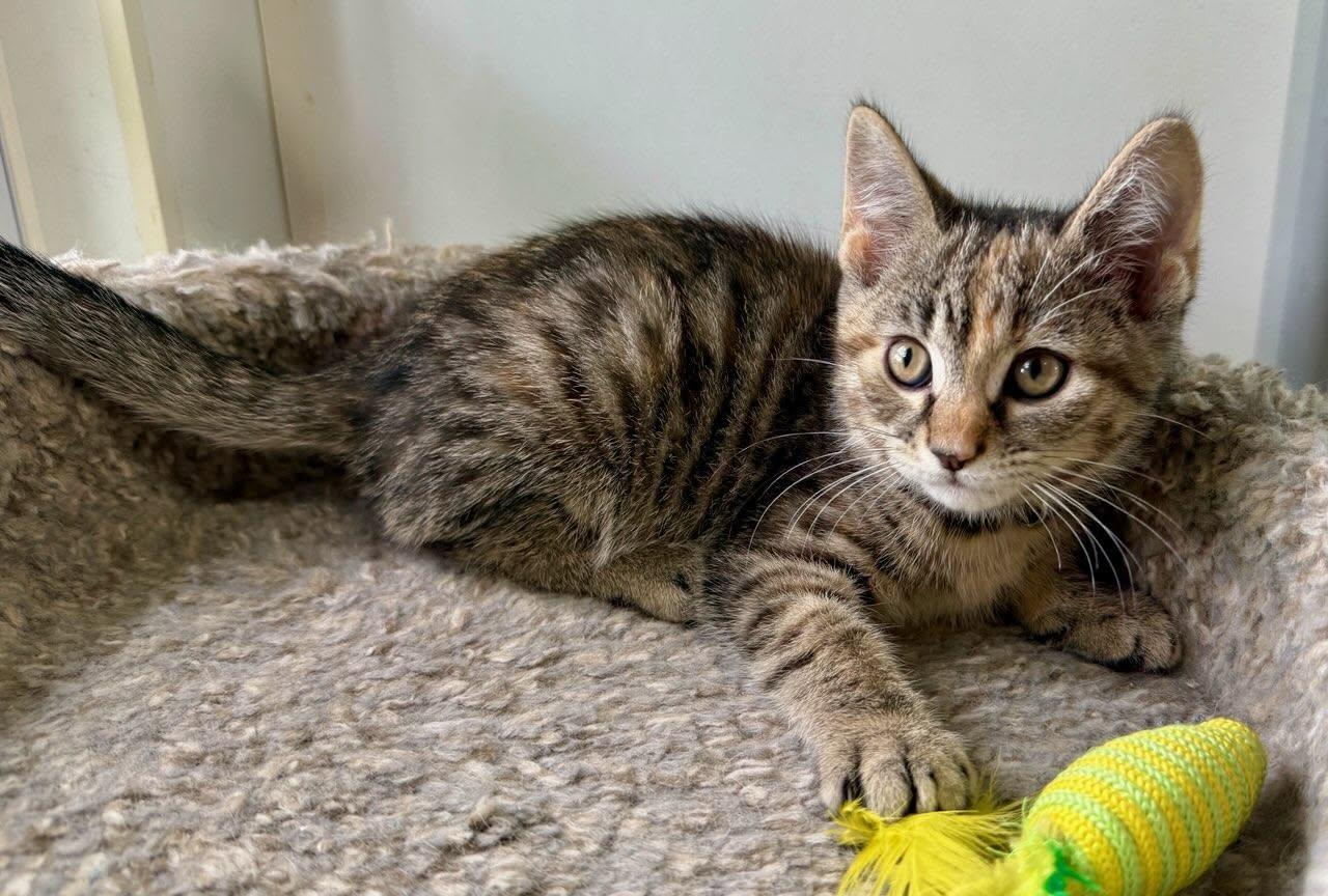 Tess, a ADOPTABLE Domestic Short Hair in Ashland, OH image 2/4