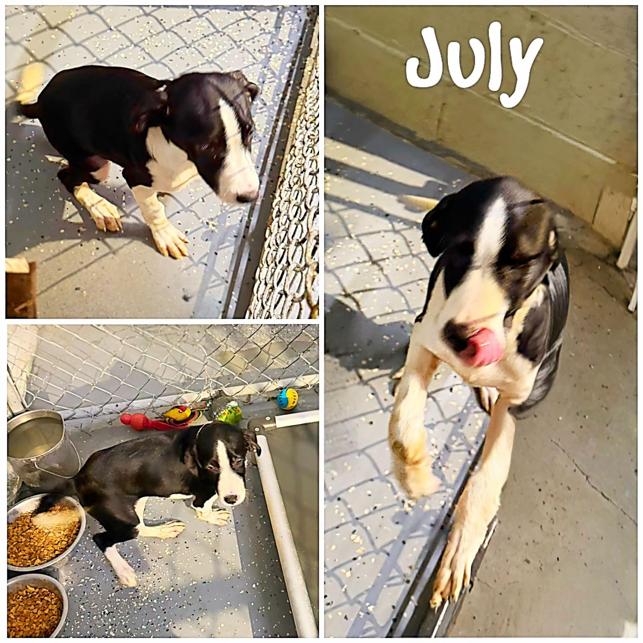 July, Adoptable, Young Female Brittany Spaniel.