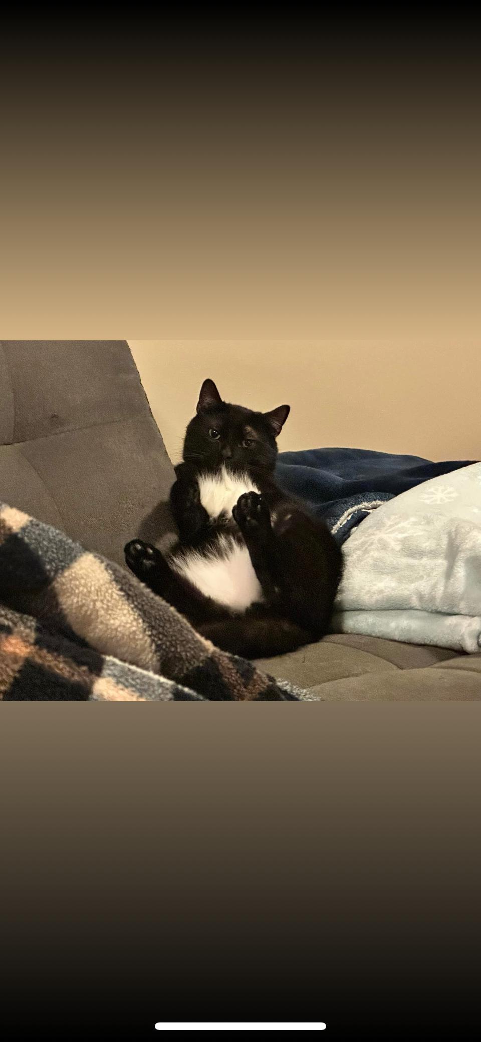 Burly, Adoptable, Adult Male American Shorthair.