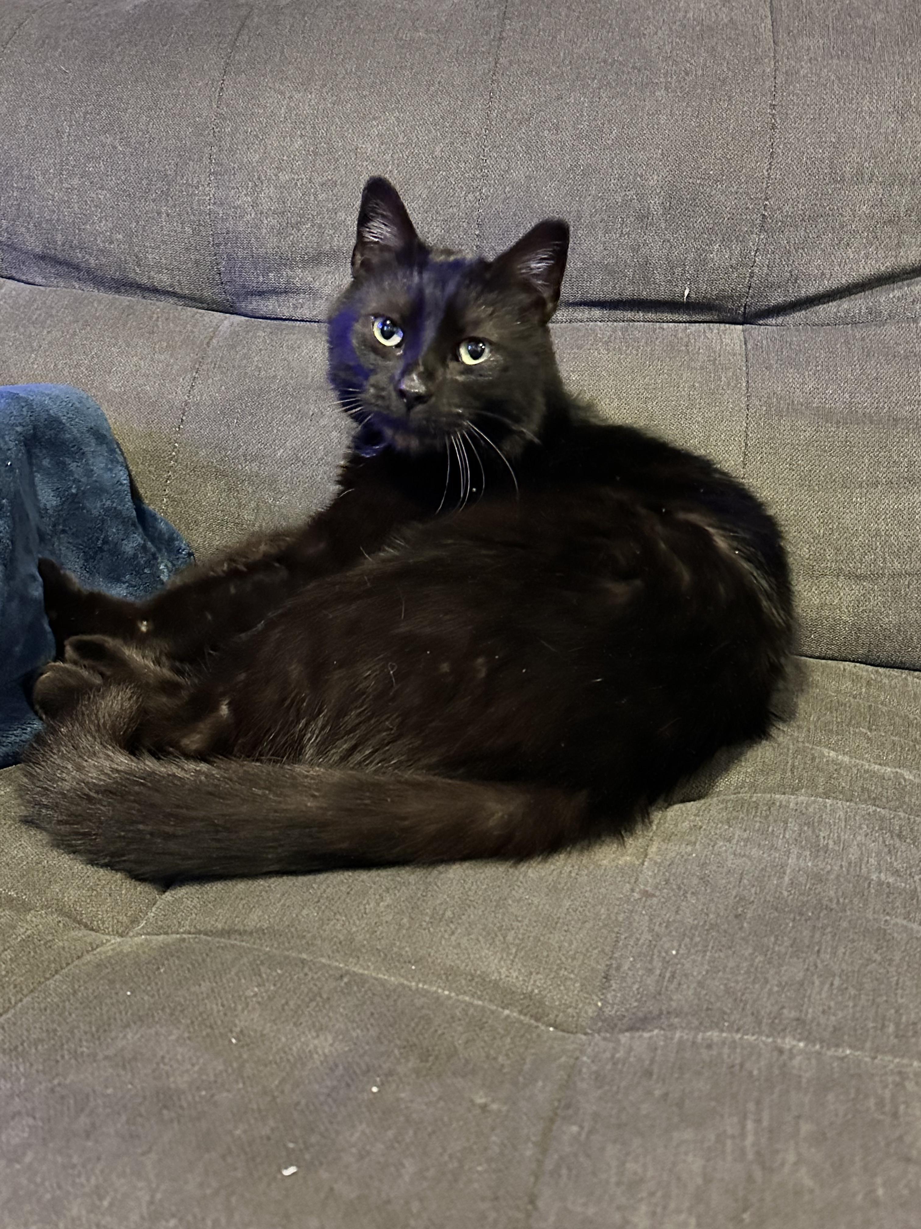 Enlarge Burly, a Adoptable American Shorthair in Skaneateles, NY image 4/6