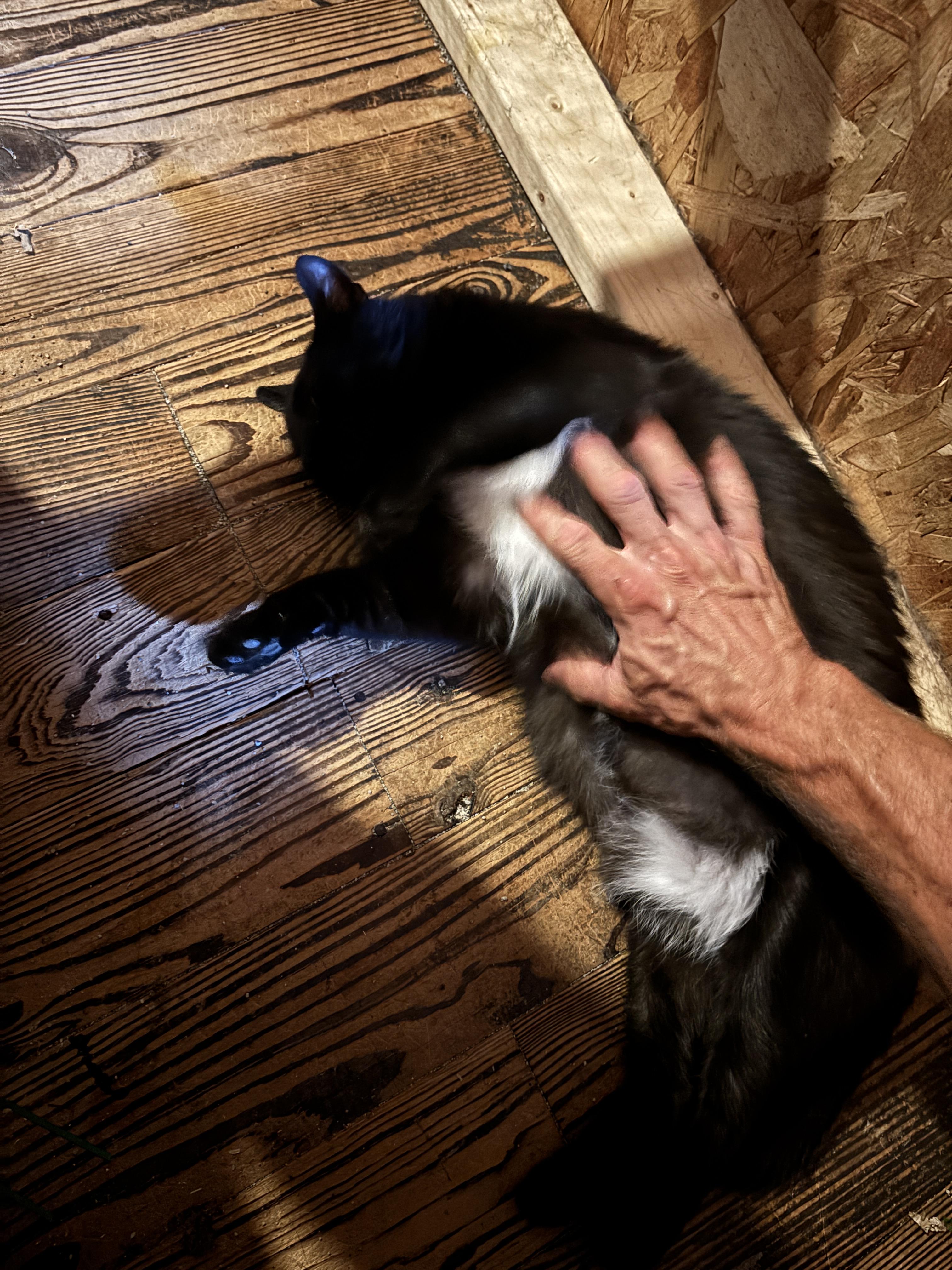 Enlarge Burly, a Adoptable American Shorthair in Skaneateles, NY image 3/6