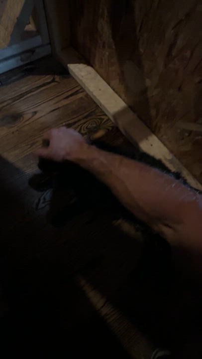 Enlarge Burly, a Adoptable American Shorthair in Skaneateles, NY video 6/6