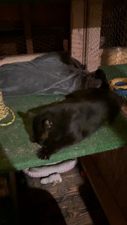 Enlarge Burly, a Adoptable American Shorthair in Skaneateles, NY video 5/6