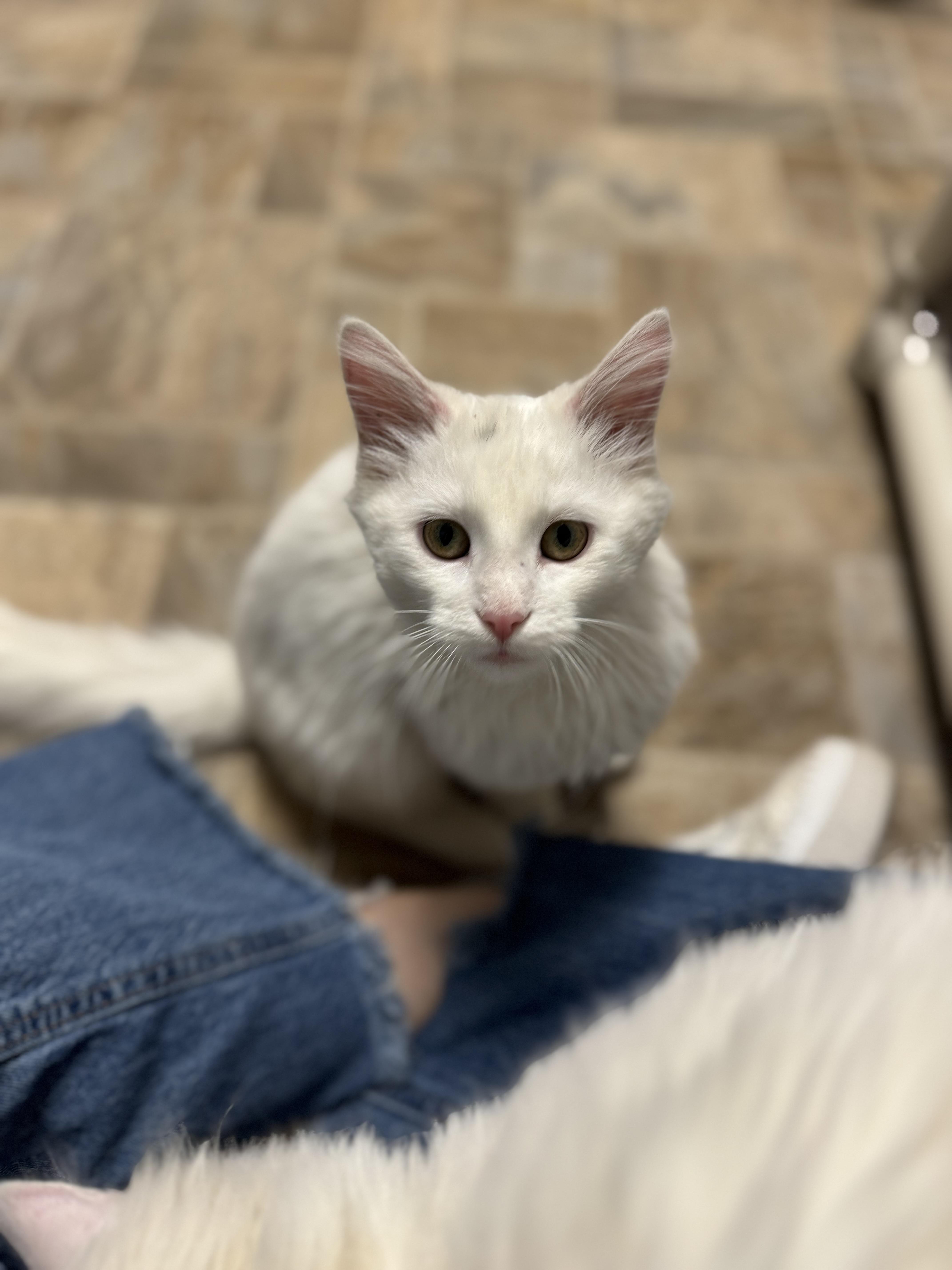 Ana, an adopted Domestic Long Hair in Dodgeville, WI image 3/4