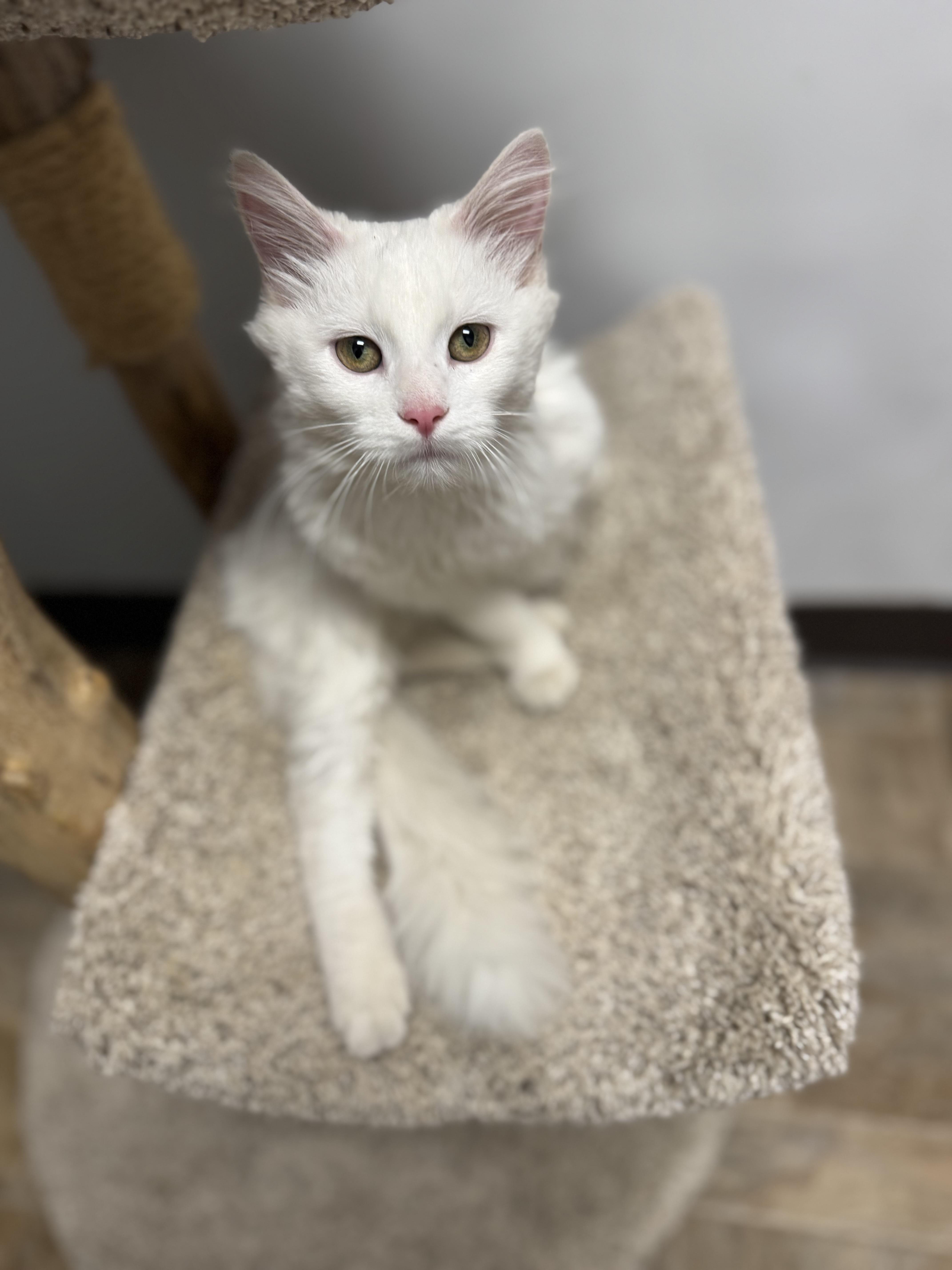 Ana, an adopted Domestic Long Hair in Dodgeville, WI image 4/4