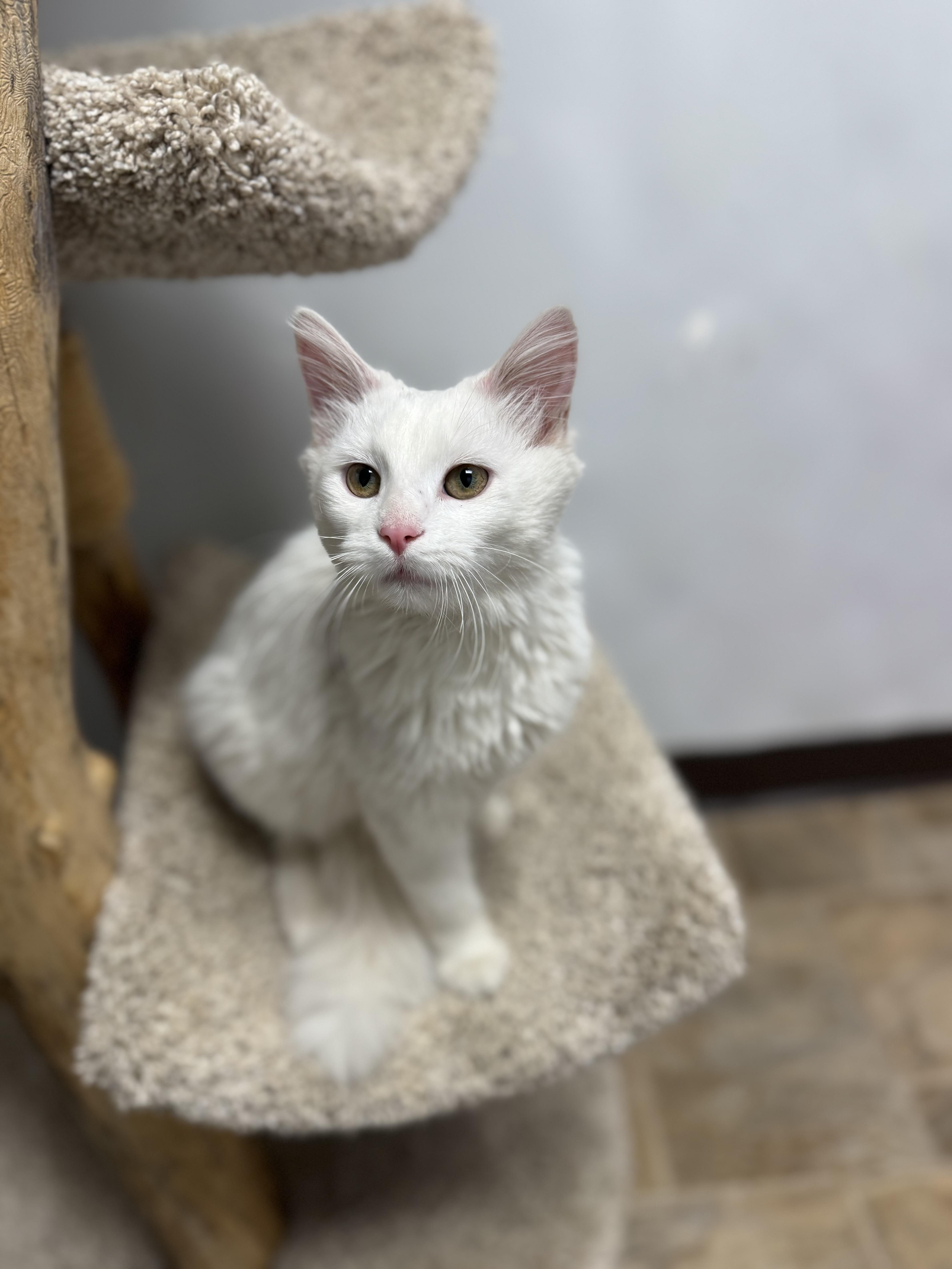 Ana, an adopted Domestic Long Hair in Dodgeville, WI image 1/4