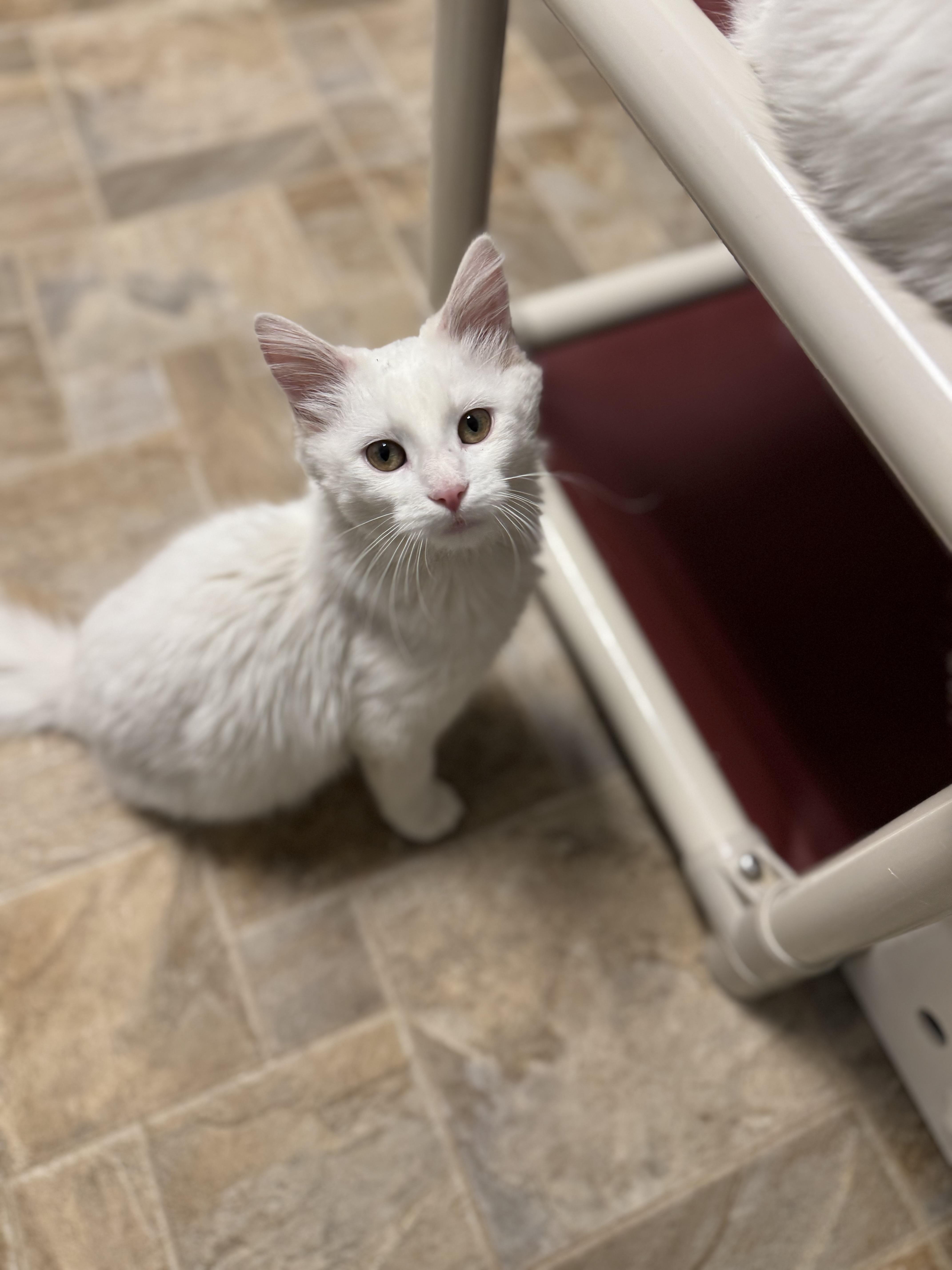 Ana, an adopted Domestic Long Hair in Dodgeville, WI image 2/4