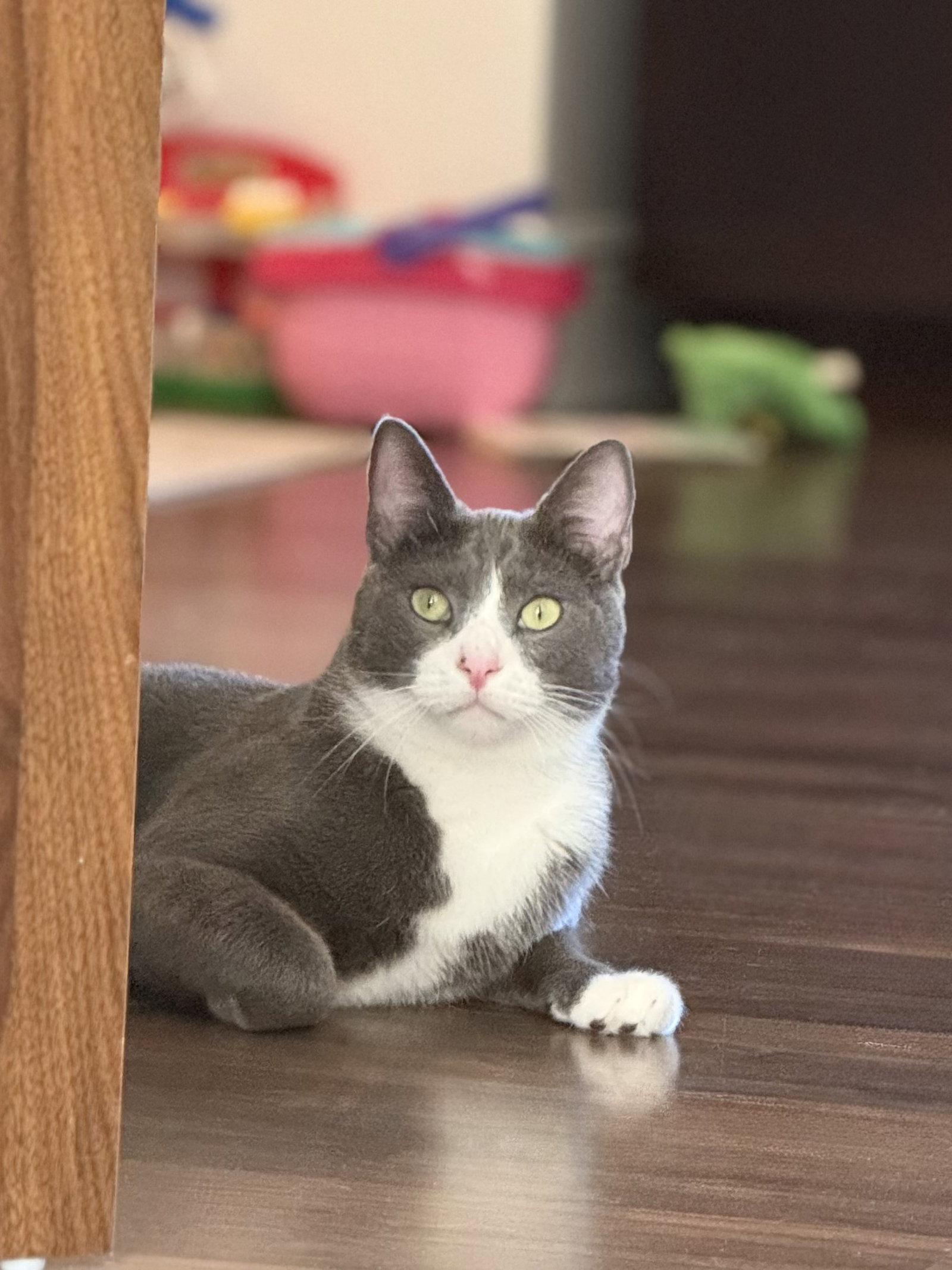 ZZ Pax, Adoptable, Adult Male Domestic Short Hair.
