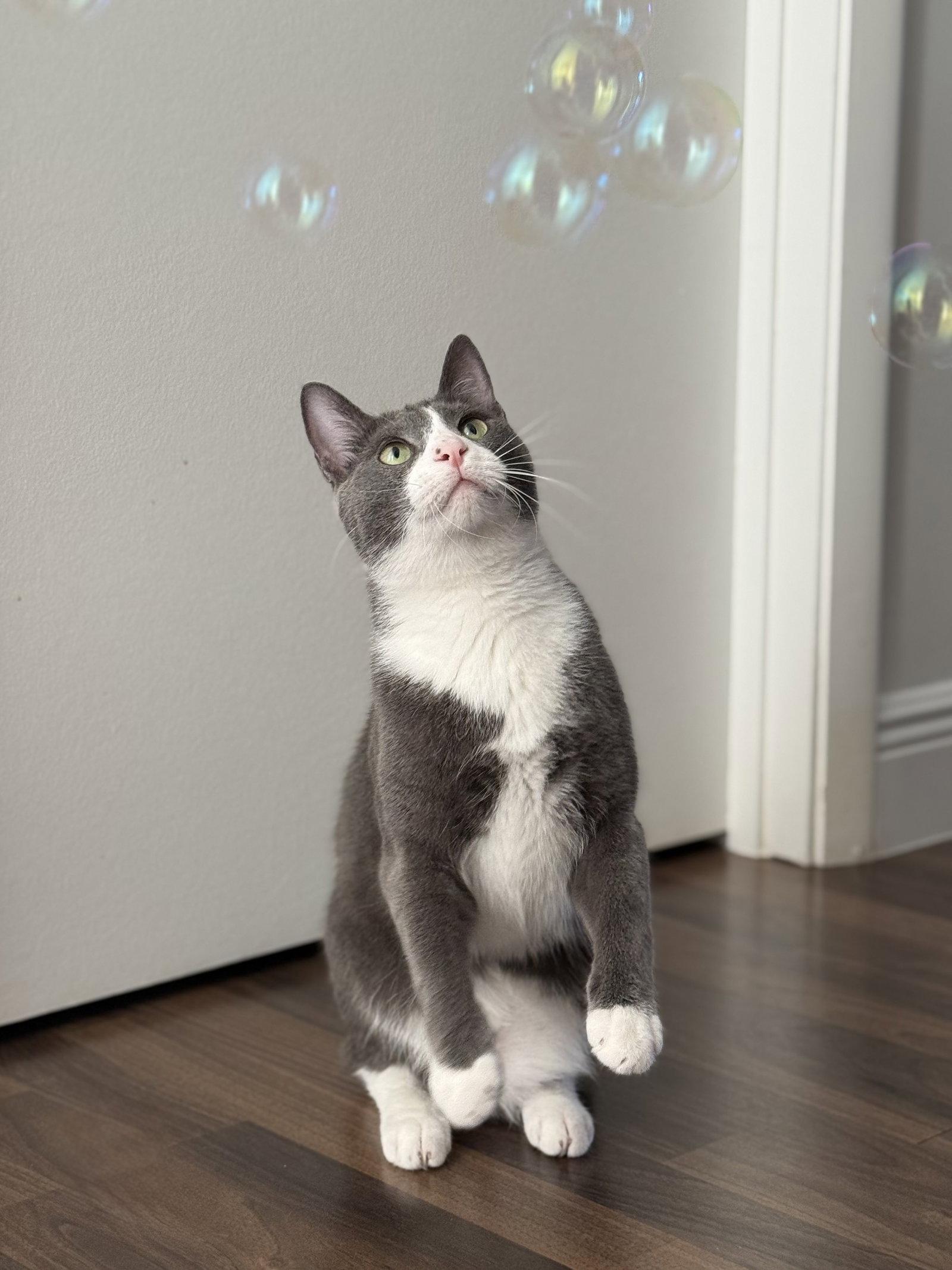Enlarge ZZ Pax, a Adoptable Domestic Short Hair in West Palm Beach, FL image 2/2