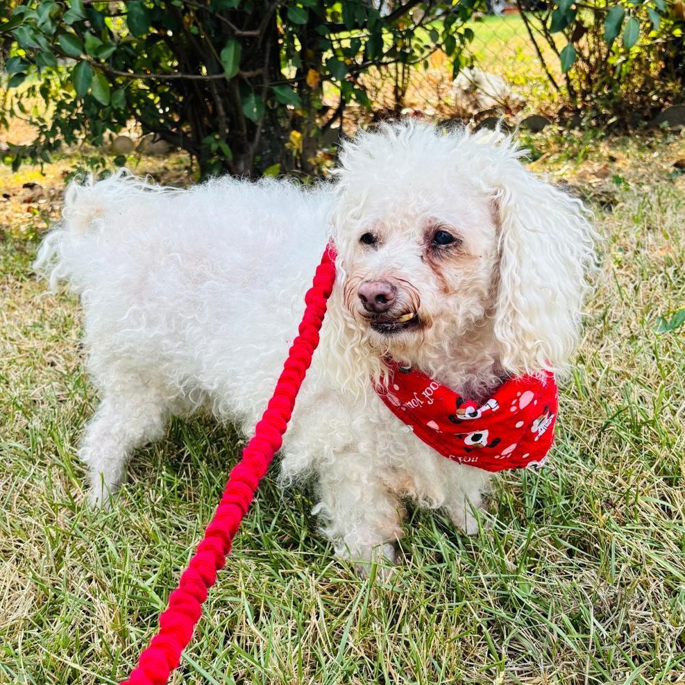 Rocky, an adoptable Maltipoo, Poodle (Toy) in Liverpool, TX, 77577 | Photo Image 4