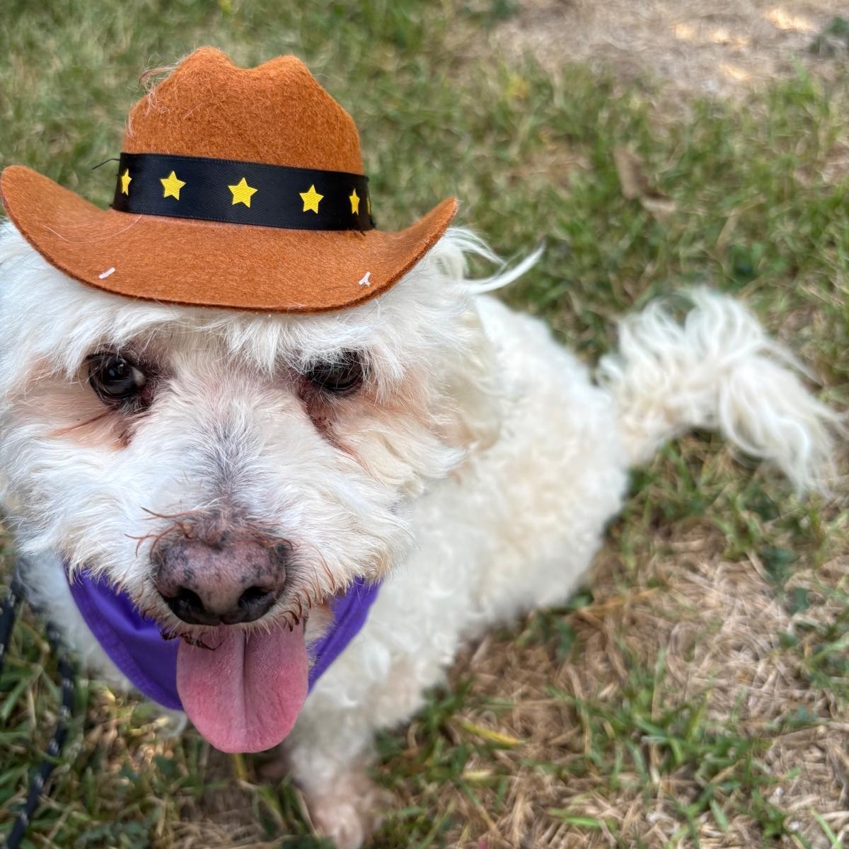 Rocky, an adoptable Maltipoo, Poodle (Toy) in Liverpool, TX, 77577 | Photo Image 3