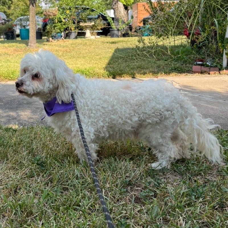 Rocky, an adoptable Maltipoo, Poodle (Toy) in Liverpool, TX, 77577 | Photo Image 1