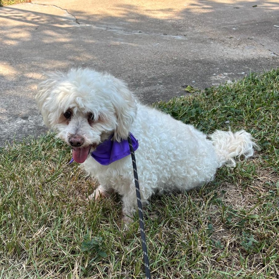 Rocky, an adoptable Maltipoo, Poodle (Toy) in Liverpool, TX, 77577 | Photo Image 5