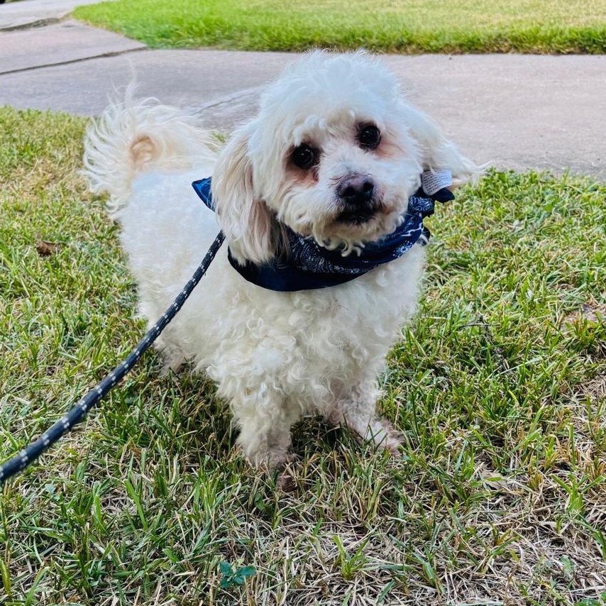Rocky, an adoptable Maltipoo, Poodle (Toy) in Liverpool, TX, 77577 | Photo Image 2