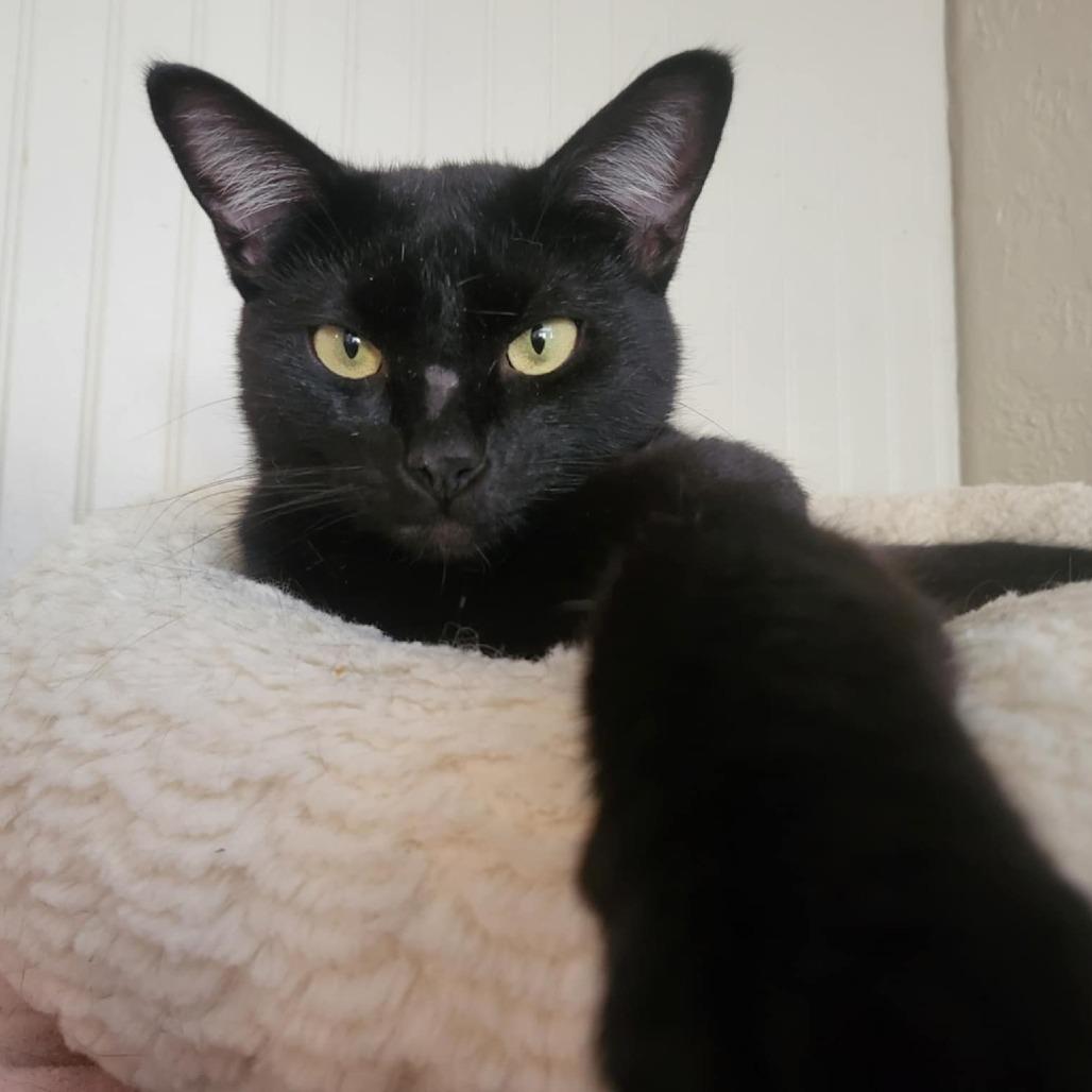 Velcro, Adoptable, Adult Female Domestic Short Hair.