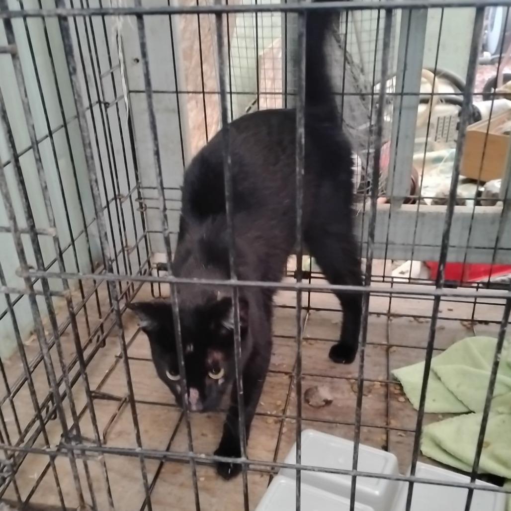 Enlarge Velcro, a Adoptable Domestic Short Hair in Jacksonville, OR image 3/4