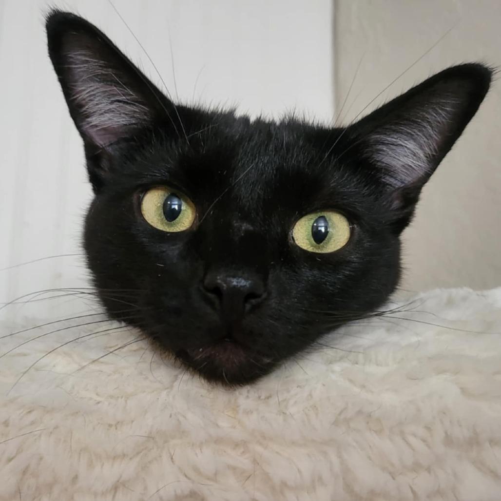 Enlarge Velcro, a Adoptable Domestic Short Hair in Jacksonville, OR image 4/4