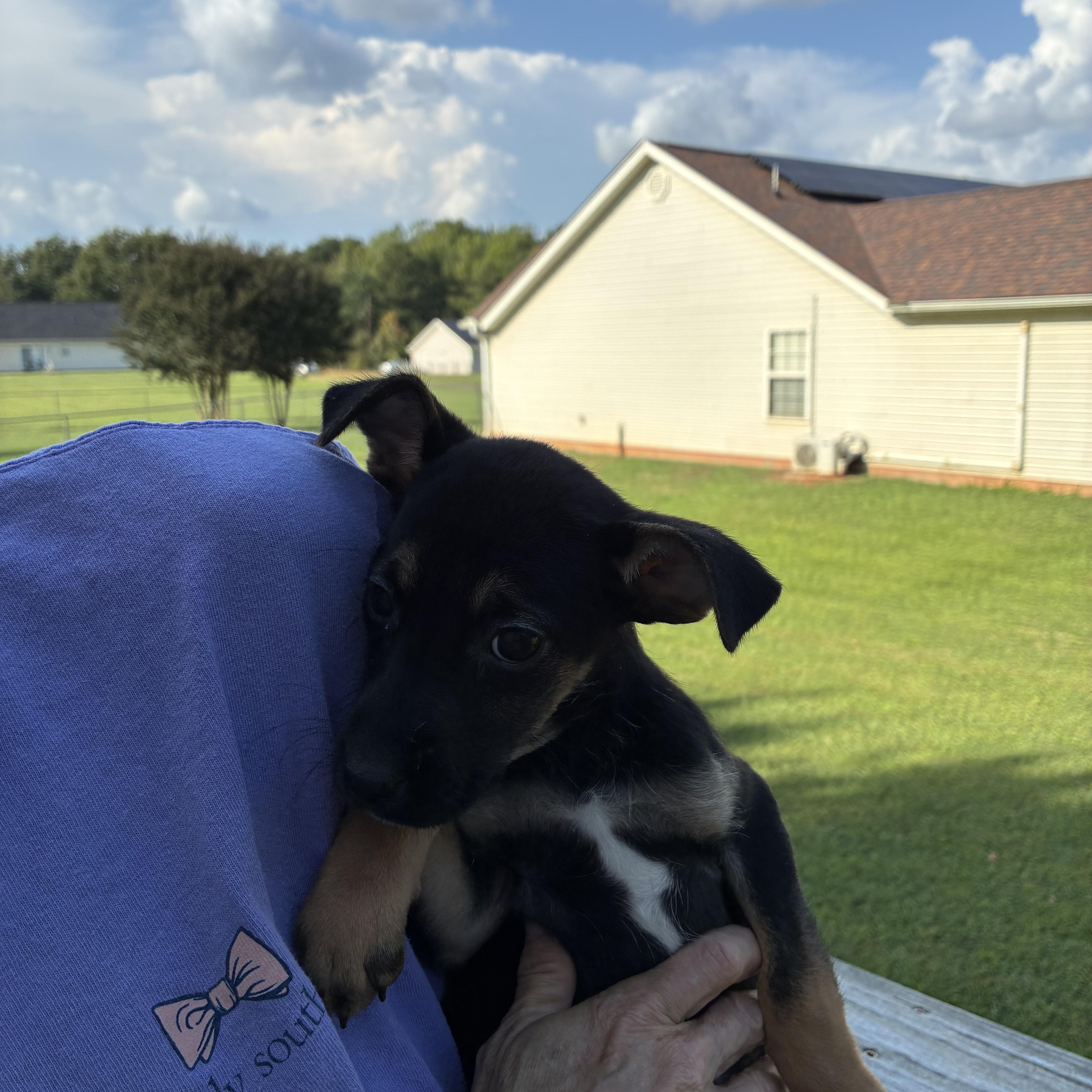 Mary Ann, Adoptable, Puppy Female Terrier.