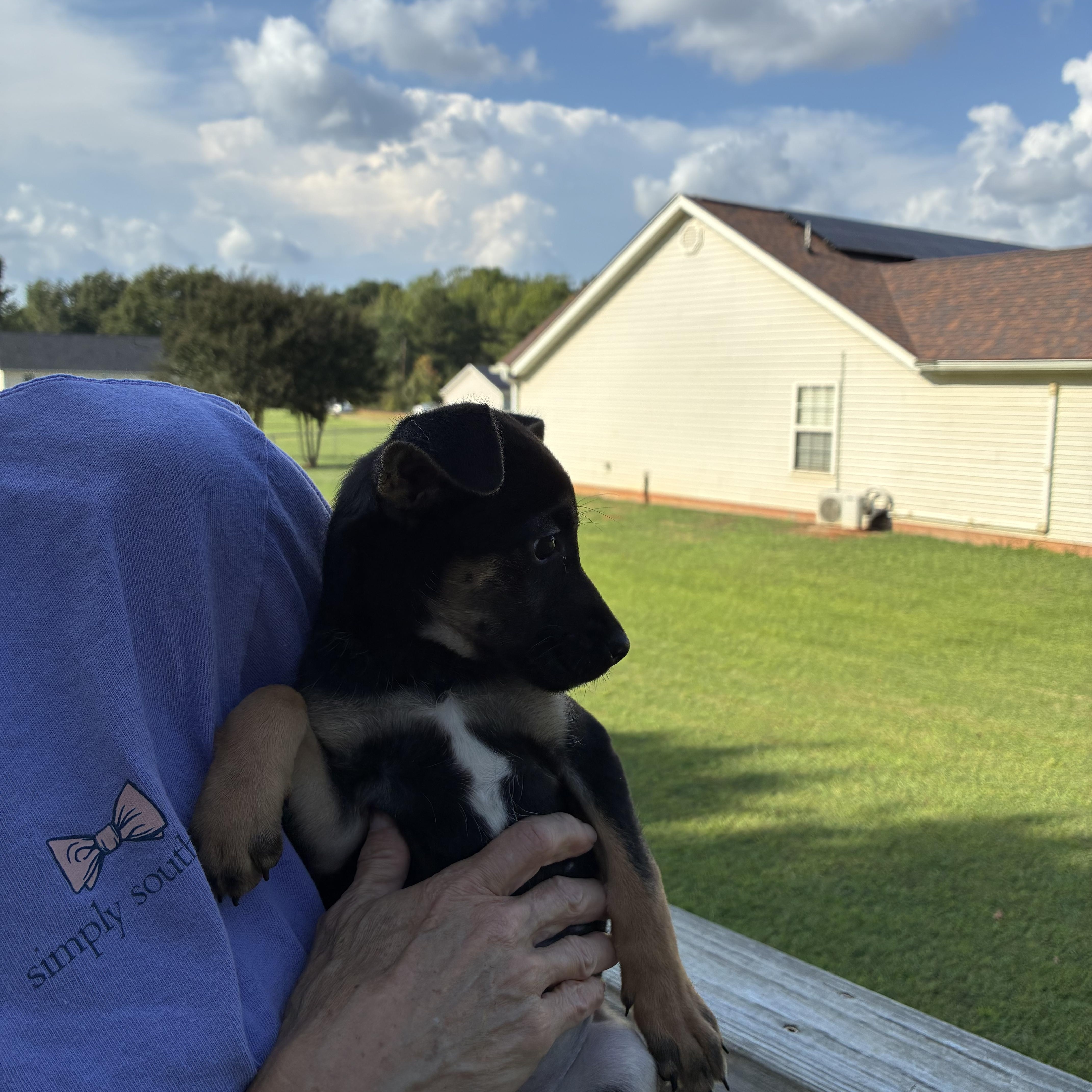 Enlarge Mary Ann, a Adoptable mixed breed in Woodruff, SC image 6/6