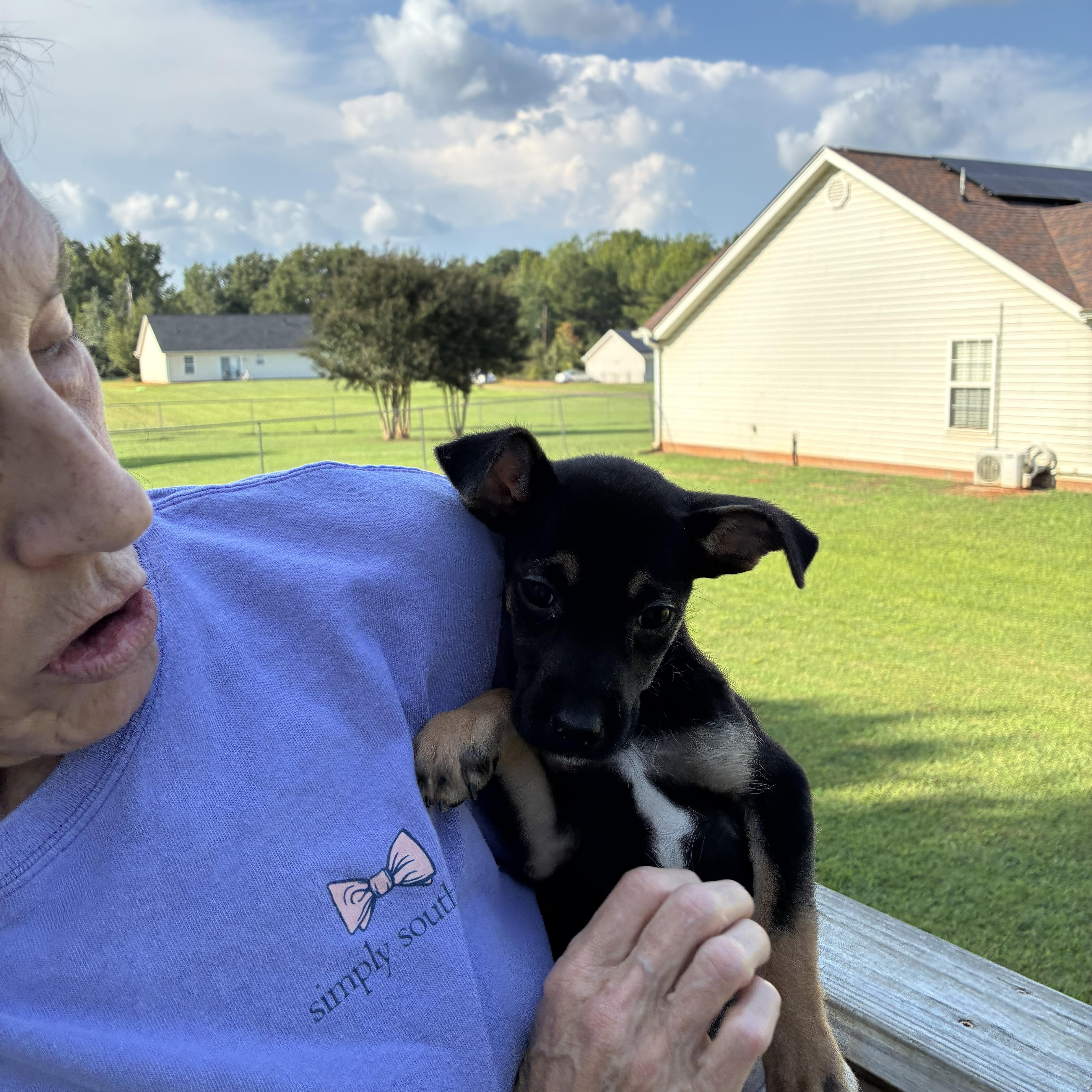 Enlarge Mary Ann, a Adoptable mixed breed in Woodruff, SC image 2/6