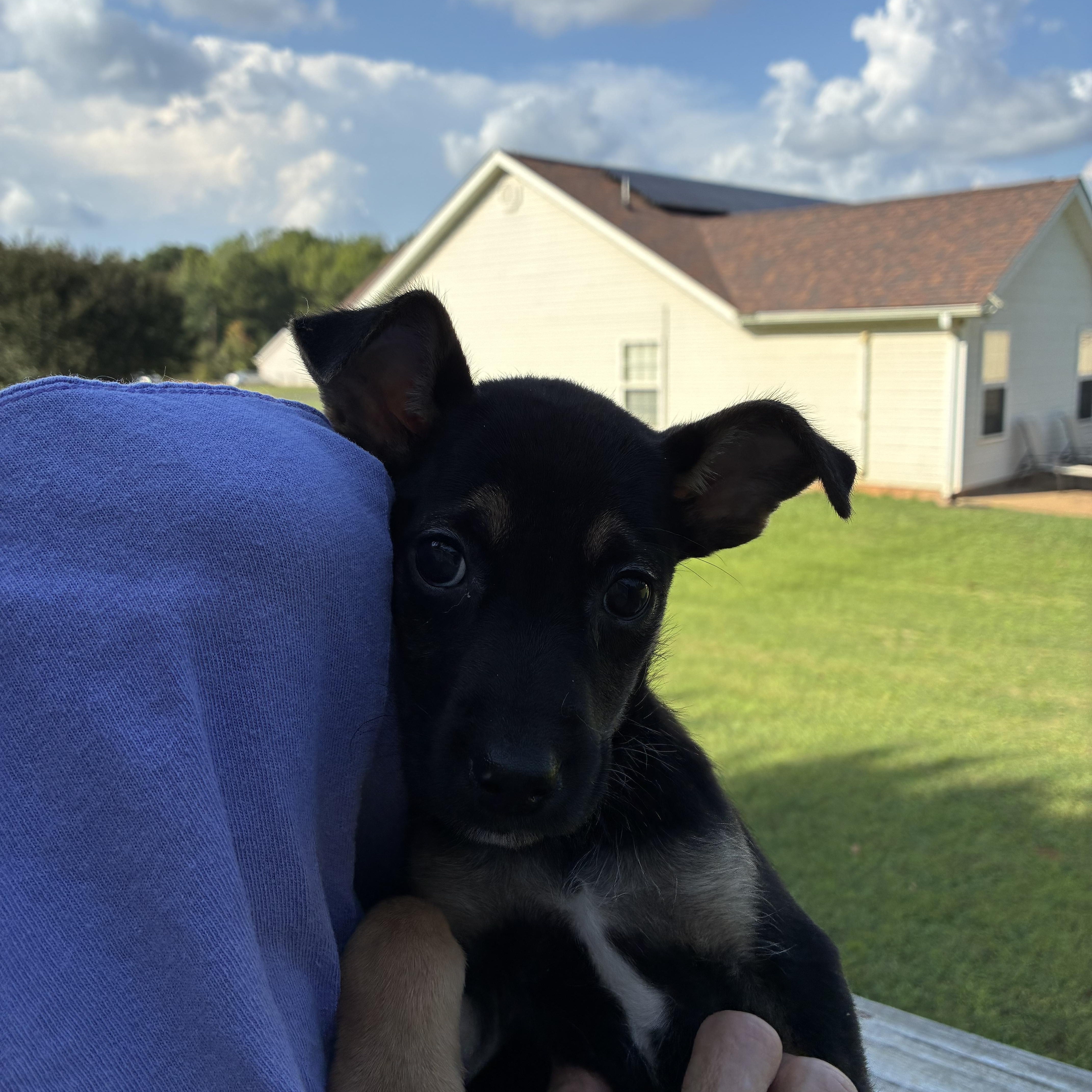 Enlarge Mary Ann, a Adoptable mixed breed in Woodruff, SC image 4/6