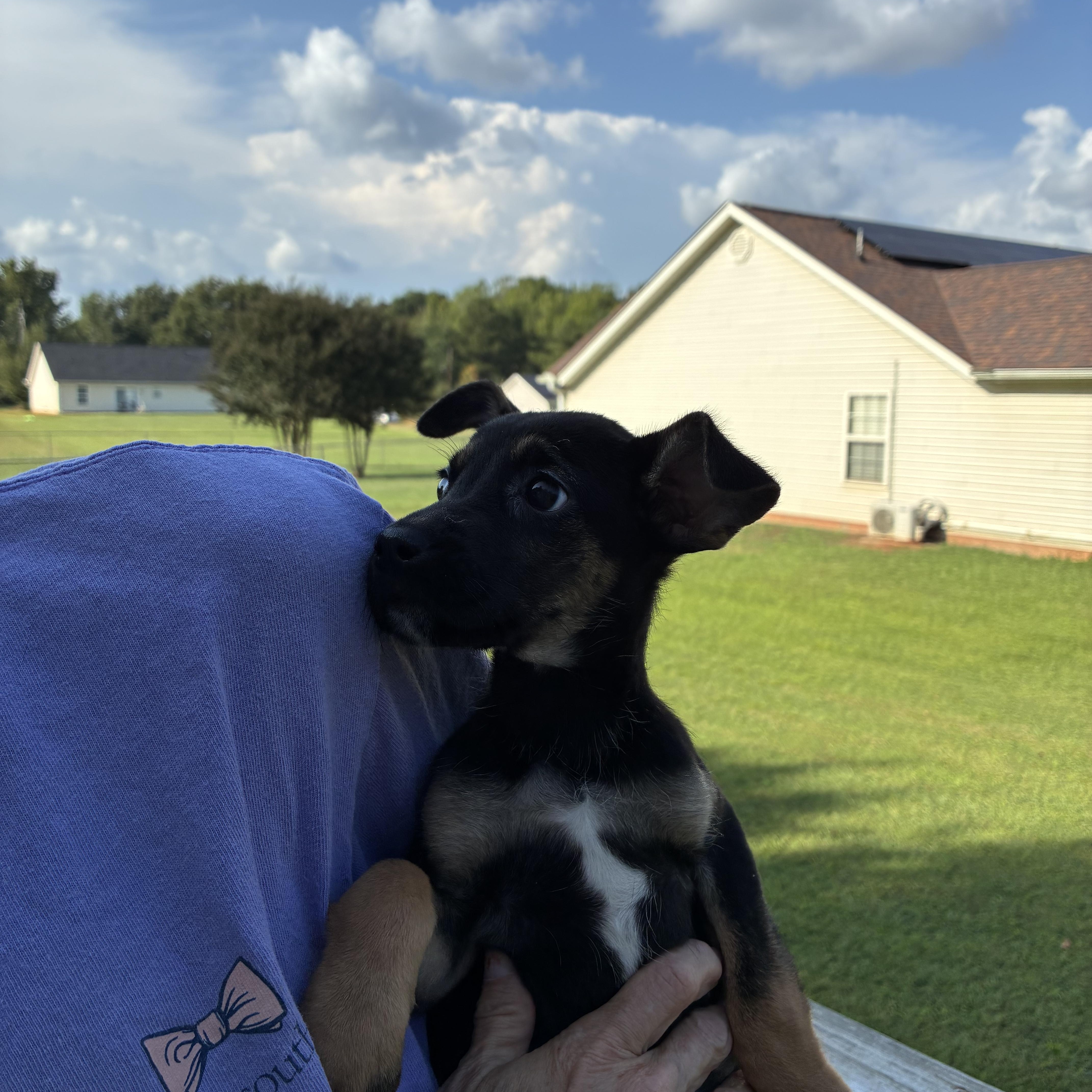 Enlarge Mary Ann, a Adoptable mixed breed in Woodruff, SC image 3/6