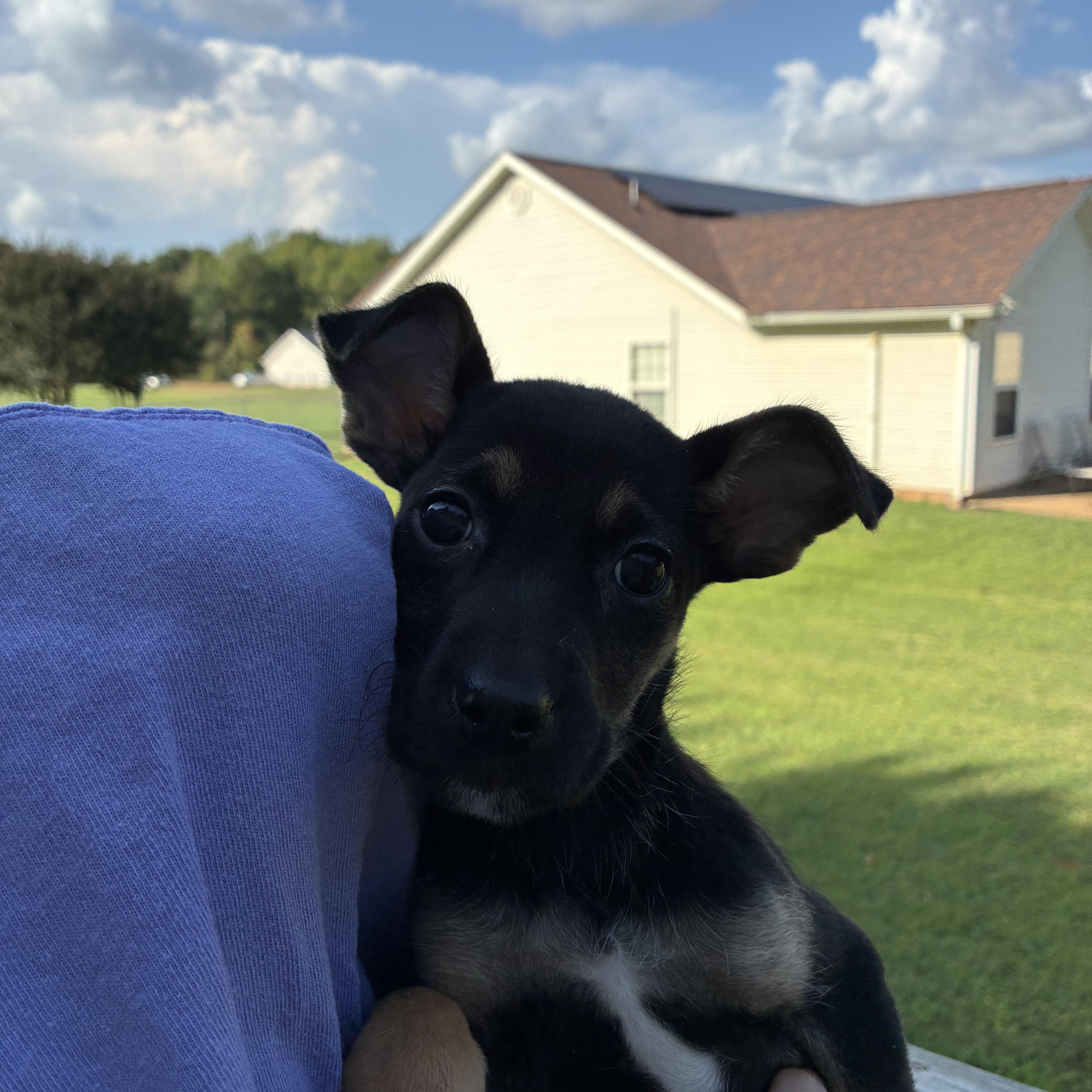 Enlarge Mary Ann, a Adoptable mixed breed in Woodruff, SC image 5/6