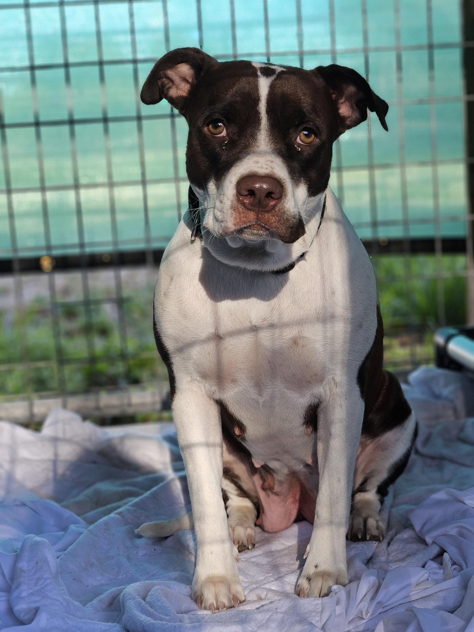 Phoebe, Adoptable, Adult Female Pit Bull Terrier.