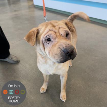 Skrunkle, Adoptable, Adult Female Shar-Pei.