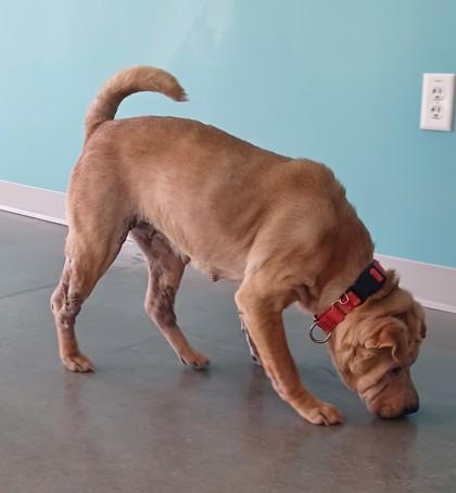 Enlarge Skrunkle, a Adoptable Shar-Pei in Janesville, WI image 3/3