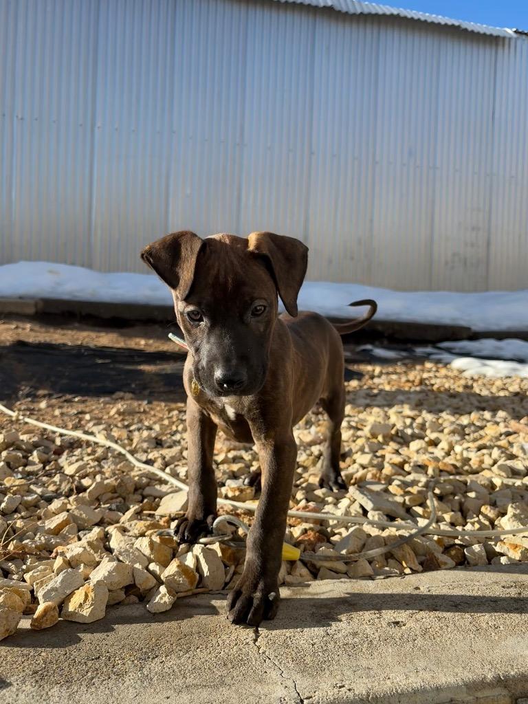 Enlarge Cornichon, a Adoptable mixed breed in Reno, NV image 1/6