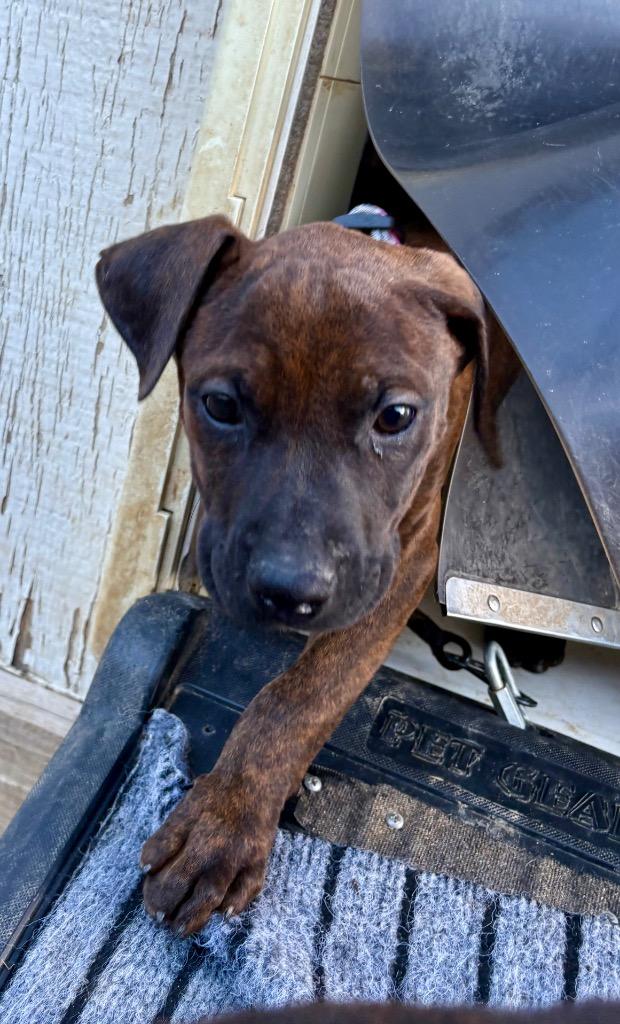 Enlarge Cornichon, a Adoptable mixed breed in Reno, NV image 2/6