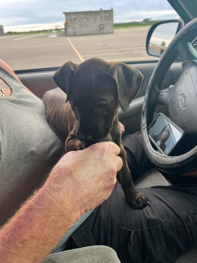 Enlarge Cornichon, a Adoptable mixed breed in Reno, NV image 3/6