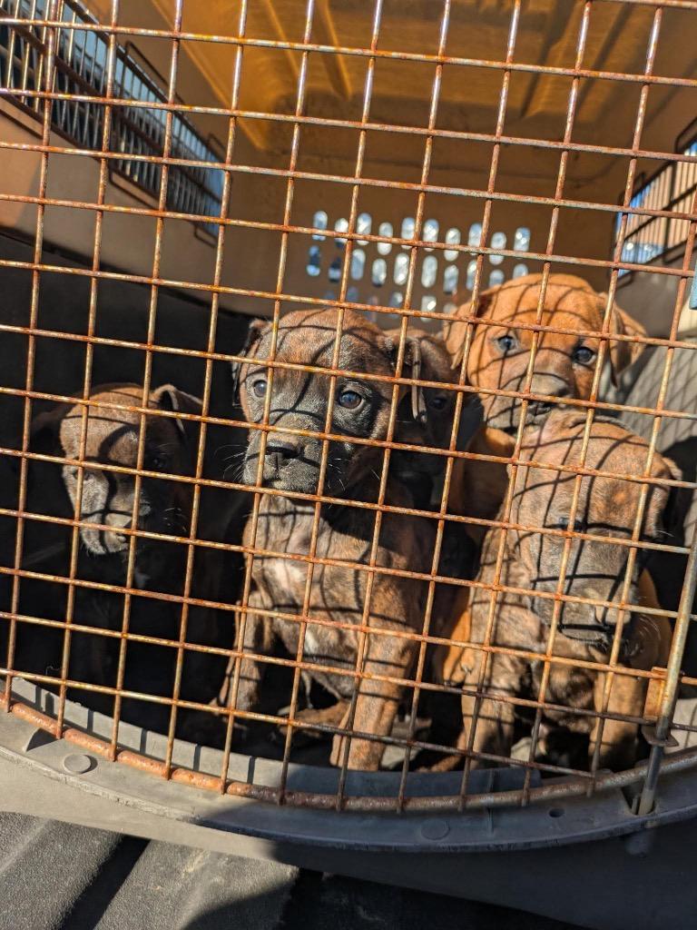 Enlarge Cornichon, a Adoptable mixed breed in Reno, NV image 4/6