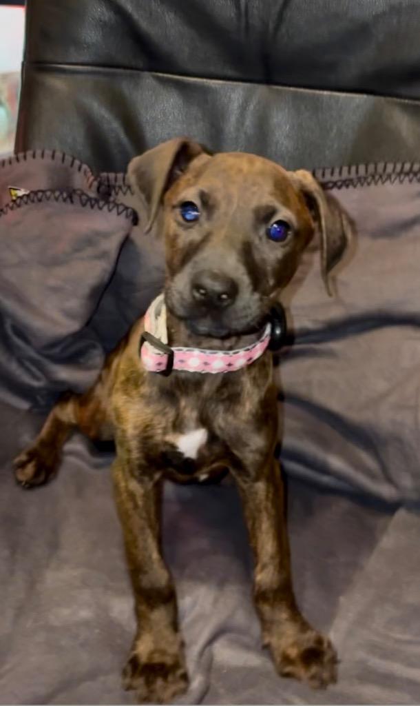 Enlarge Cornichon, a Adoptable mixed breed in Reno, NV image 6/6