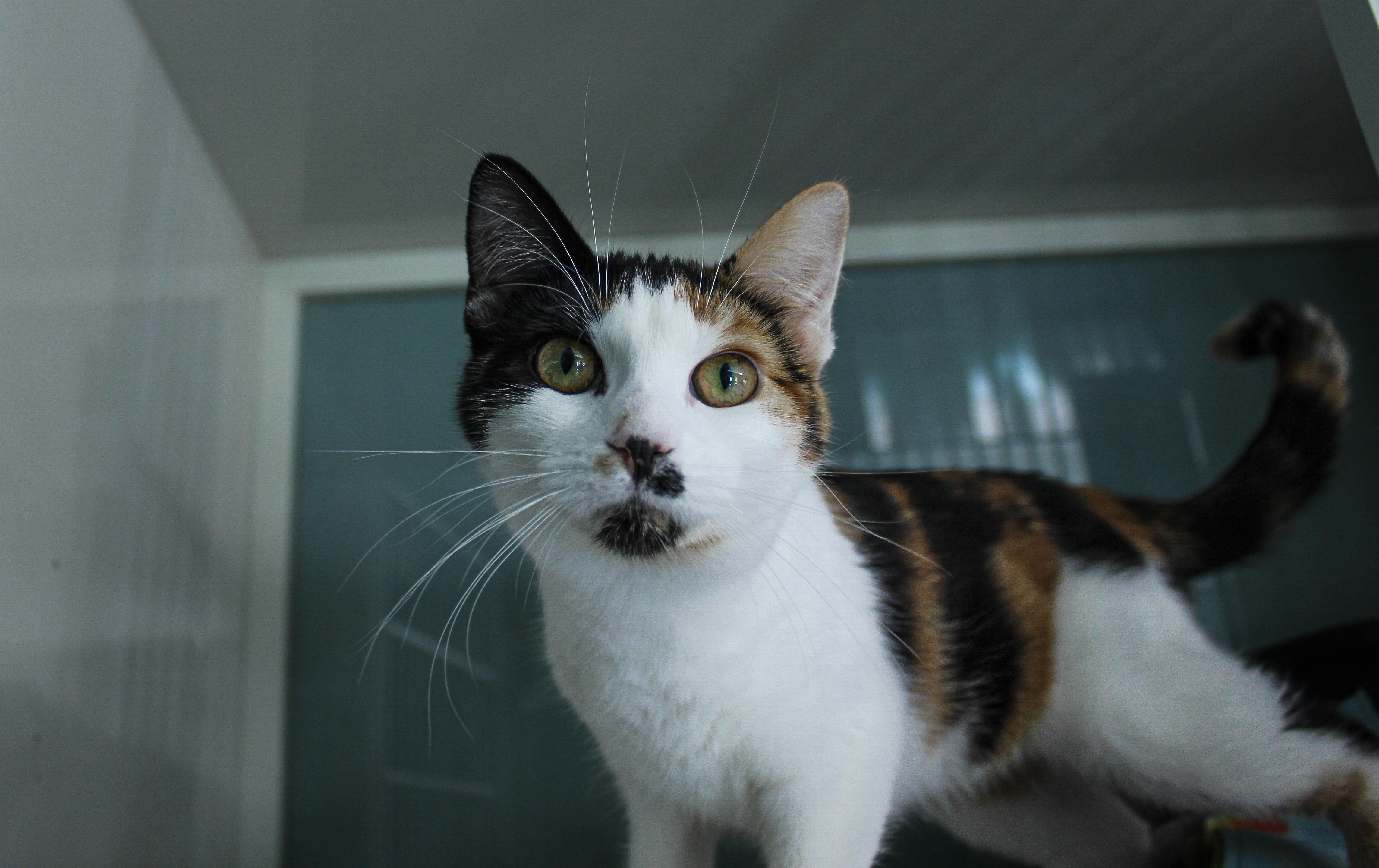 Ruby, ADOPTABLE, Young Female Domestic Short Hair.