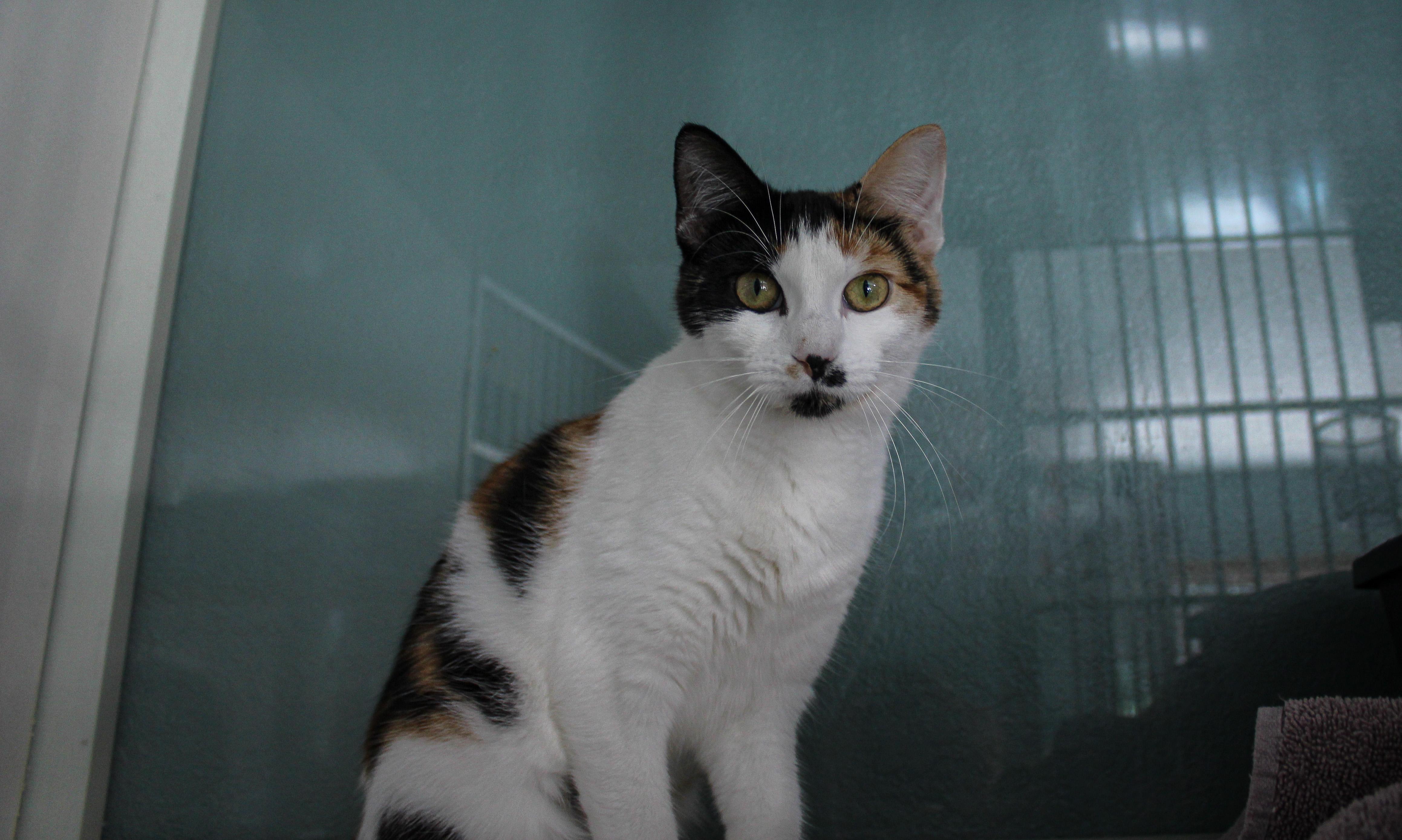Ruby, a ADOPTABLE Domestic Short Hair in Hutchinson, MN image 3/3