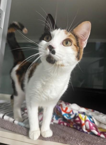 Ruby, a ADOPTABLE Domestic Short Hair in Hutchinson, MN image 2/3