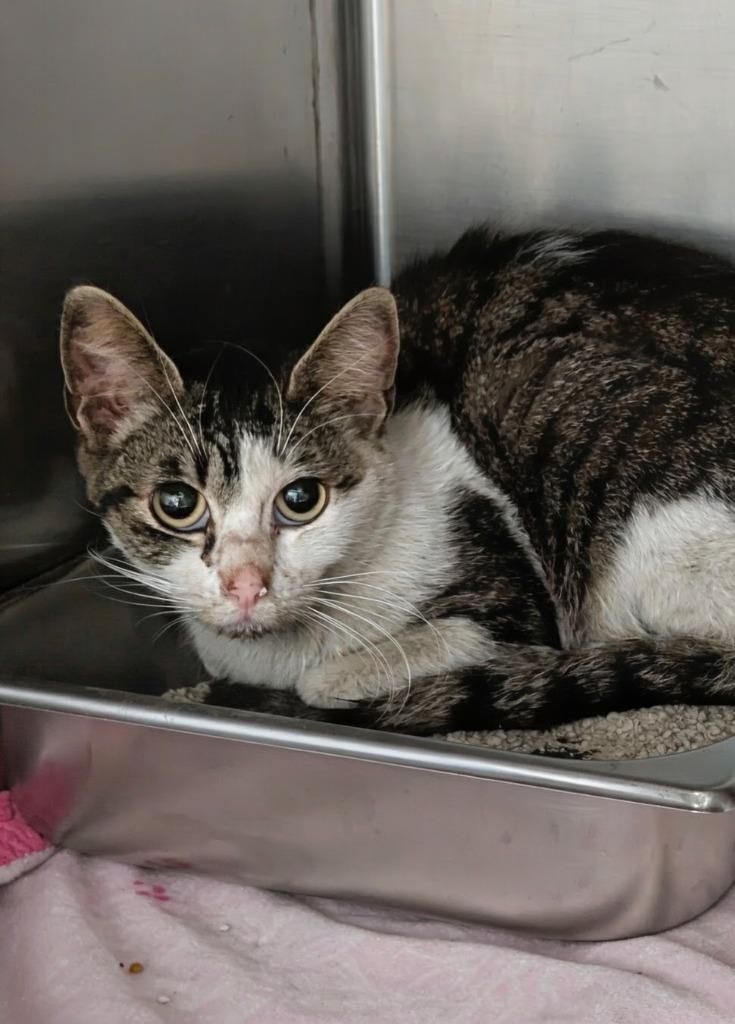 Piper, Adoptable, Young Female Tabby.