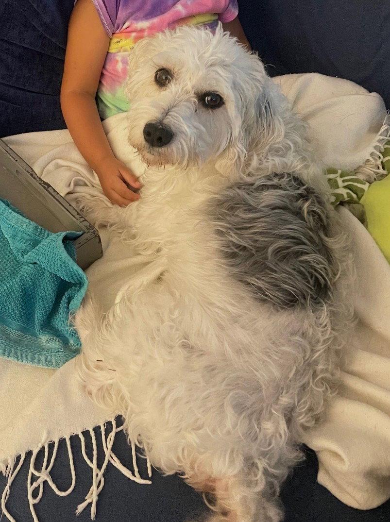 Alfred, Adoptable, Senior Male Dachshund & Lhasa Apso.