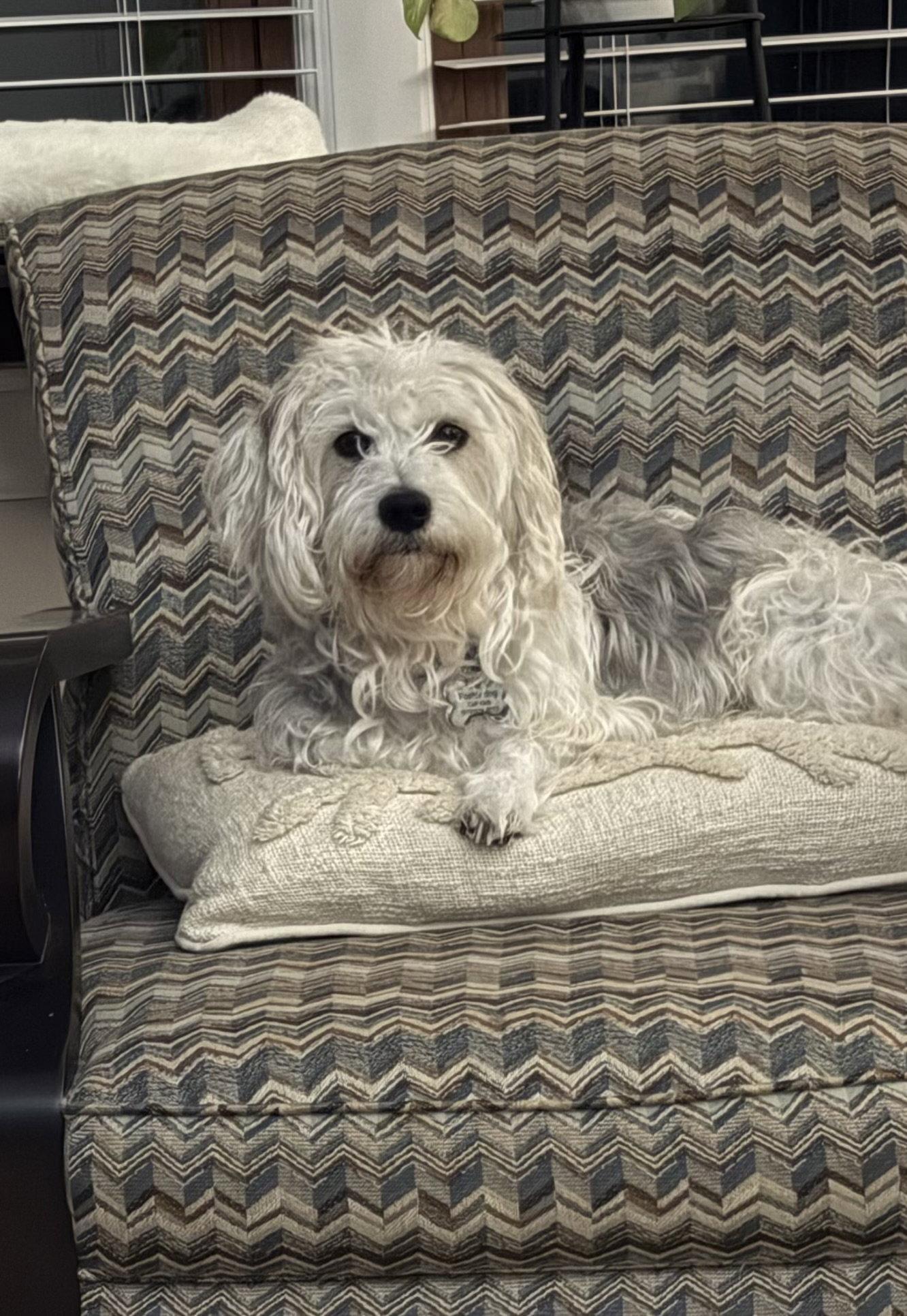 Enlarge Alfred, a Adoptable mixed breed in Raleigh, NC image 3/3