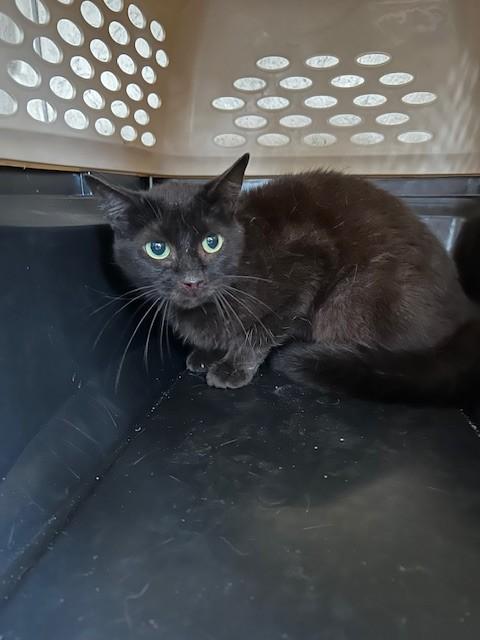 Enlarge SEA SHELLS, a Adoptable Domestic Short Hair in Louisville, KY image 1/1