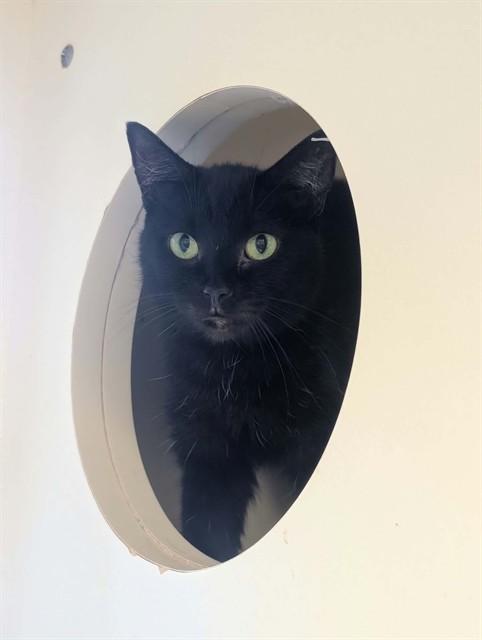 SEA SHELLS, Adoptable, Adult Female Domestic Short Hair.