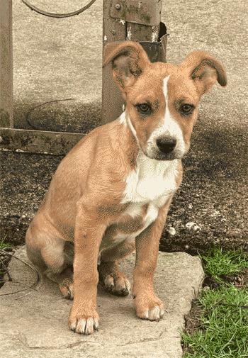Sutton, Adoptable, Puppy Male Beagle & Fox Terrier.